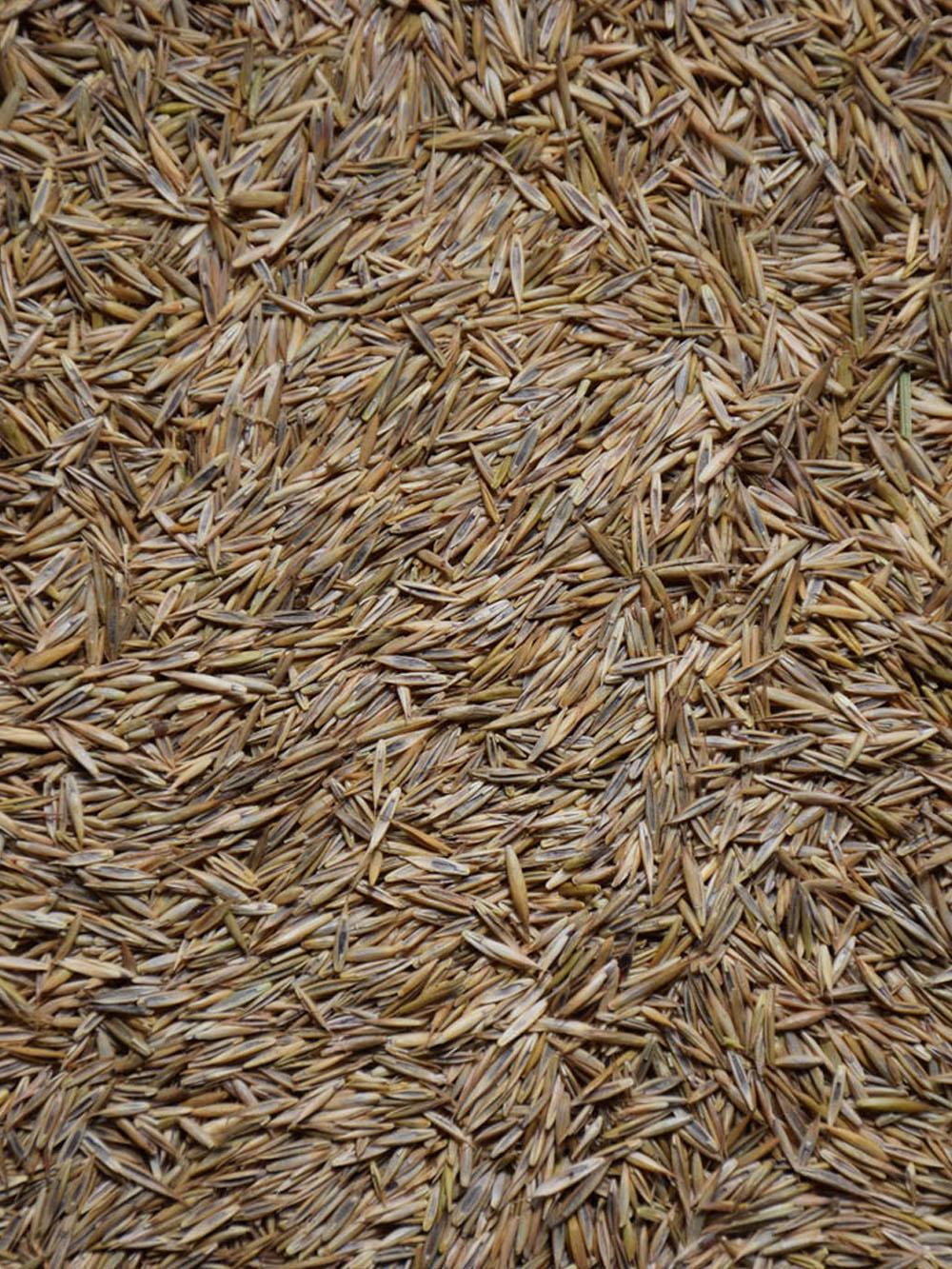 Low Grow Fescue Turf Mix